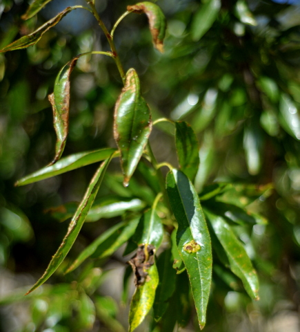 Aphids, a spring plague here in southern spain, how to recognise and treat.